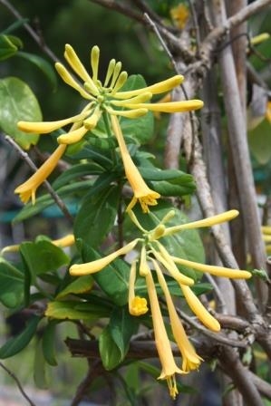 John Clayton Native Coral Honeysuckle,Lonicera sempervirens 'John Clayton', copyright � almostedenplants.com